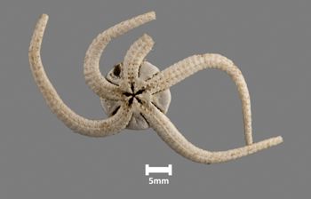 Media type: image;   Invertebrate Zoology OPH-393 Aspect: ventral